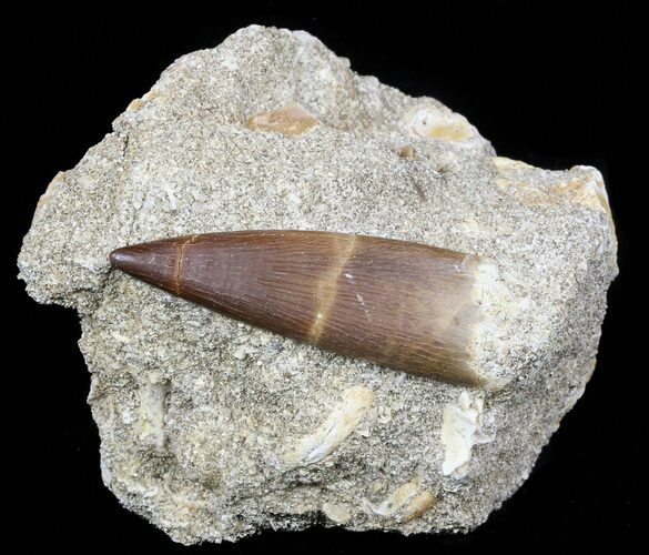 Fossil Plesiosaur (Zarafasaura) Tooth In Rock #56408